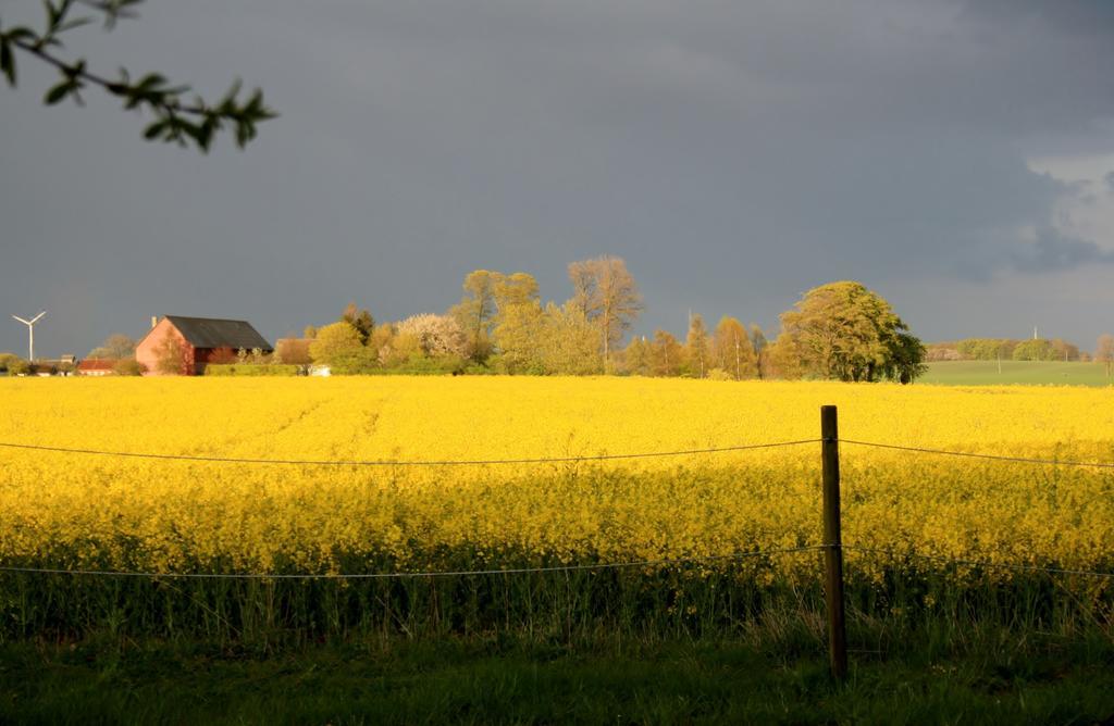 Borregarden Bed & Breakfast Bed and Breakfast Borrby Buitenkant foto